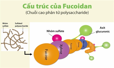 Nâng cao sức khỏe với Fucoidan phân tử cao